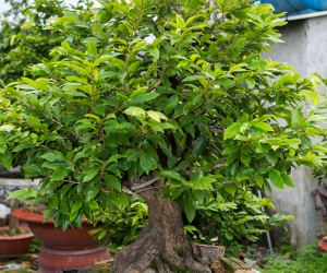 Ảnh Gốc Mai 2
