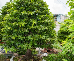 Ảnh Gốc Mai 2