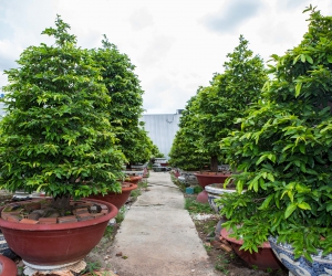 Ảnh Gốc Mai 2