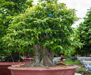 Ảnh Gốc Mai 2