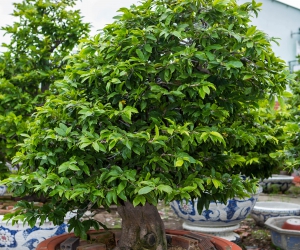 Ảnh Gốc Mai 2