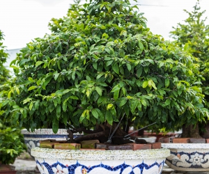 Ảnh Gốc Mai 2