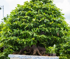 Ảnh Gốc Mai 2