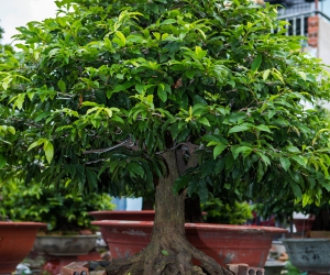 Ảnh Gốc Mai 2