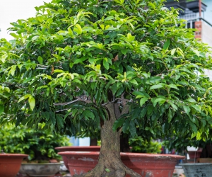 Ảnh Gốc Mai 2