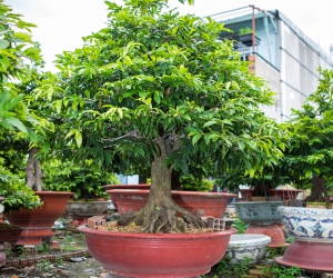 Ảnh Gốc Mai 2