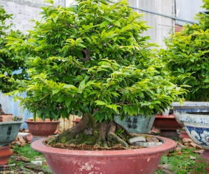 Ảnh Gốc Mai 2