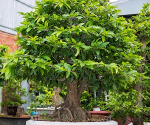 Ảnh Gốc Mai 2