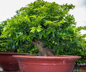 Ảnh Gốc Mai 2