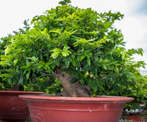 Ảnh Gốc Mai 2