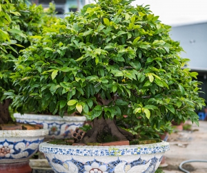 Ảnh Gốc Mai 2