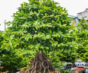 Ảnh Gốc Mai 2