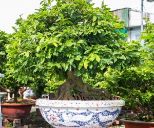 Ảnh Gốc Mai 2