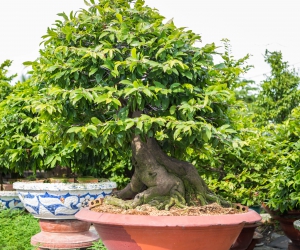 Ảnh Gốc Mai 2