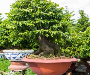 Ảnh Gốc Mai 4