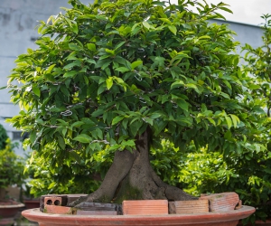 Ảnh Gốc Mai 4