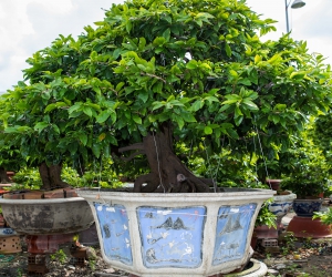 Ảnh Gốc Mai 4