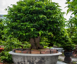 Ảnh Gốc Mai 4