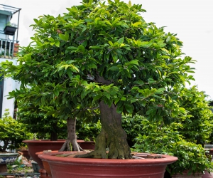 Ảnh Gốc Mai 4