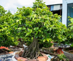 Ảnh Gốc Mai 4