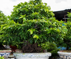 Ảnh Gốc Mai 4