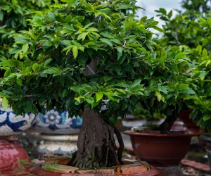 Ảnh Gốc Mai 4