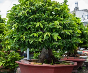 Ảnh Gốc Mai 4