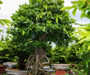 Ảnh Gốc Mai 4
