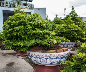 Ảnh Gốc Mai 4
