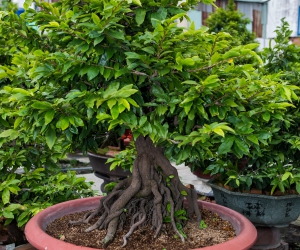 Ảnh Gốc Mai 4