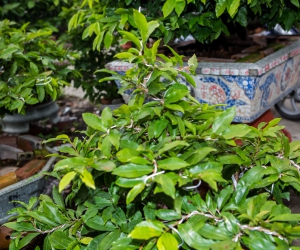Ảnh Gốc Mai 4