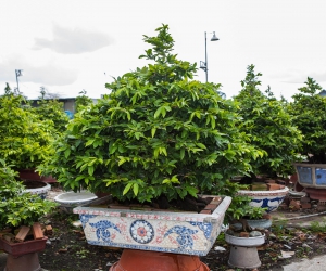 Ảnh Gốc Mai 4