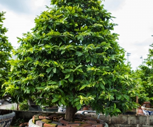 Ảnh Gốc Mai 4