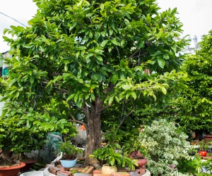 Ảnh Gốc Mai 4