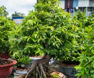 Ảnh Gốc Mai 4