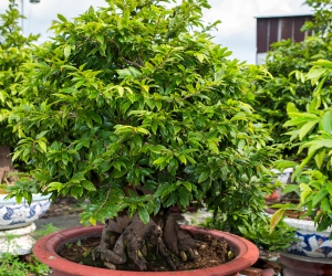 Ảnh Gốc Mai 4